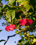 Pendientes Sevilla La Soberana con flor roja natural preservada y detalles dorados